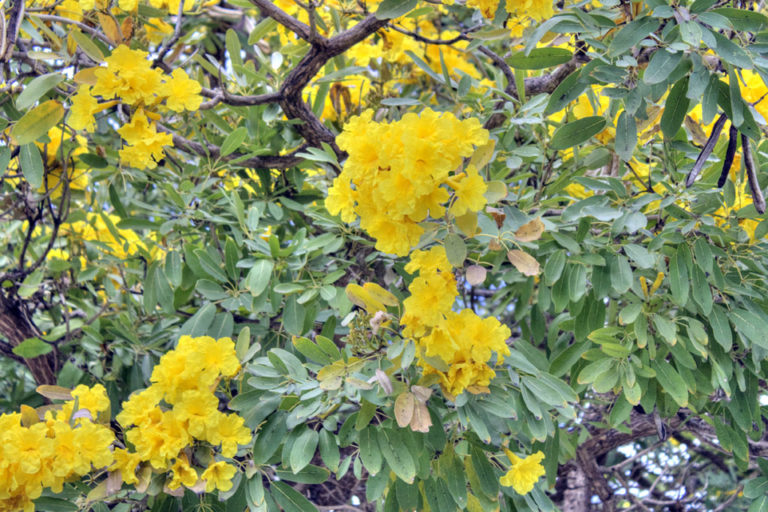 Ginger Thomas : The National Flower of the U.S. Virgin Islands ...