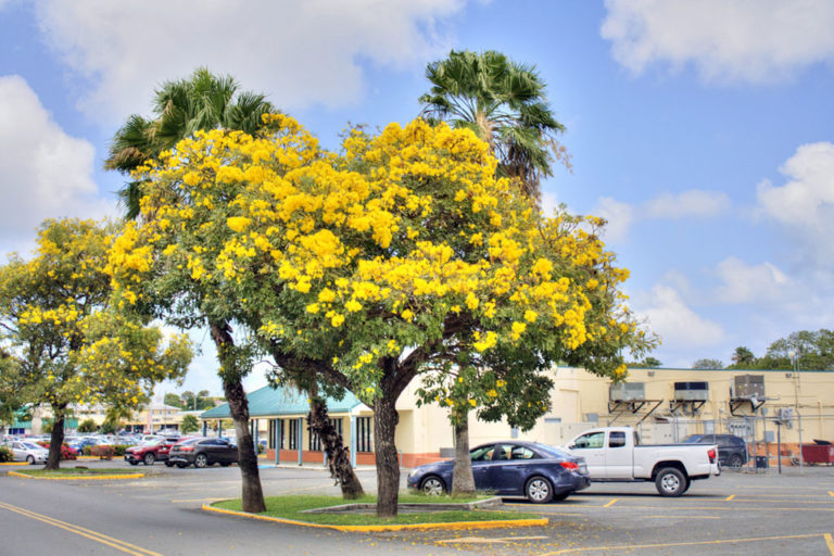 Ginger Thomas : The National Flower of the U.S. Virgin Islands ...