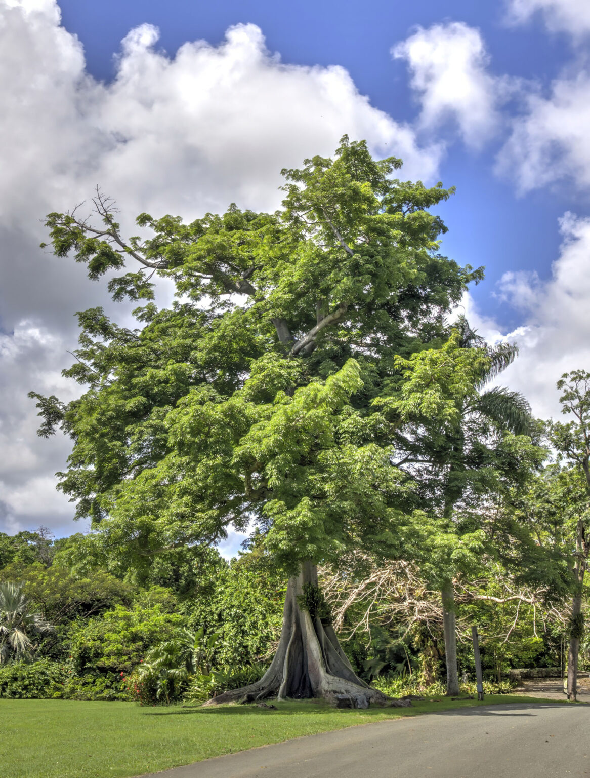 Kapok Tree - Heritage.vi